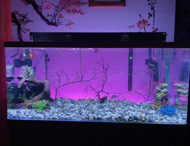 75 gallons freshwater fish tank (mostly fish and non-living decorations) - The view. 75 gallons freshwater fish tank (mostly fish and non-living decorations) - The view.