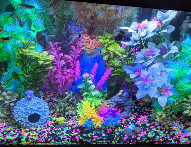 20 gallons freshwater fish tank (mostly fish and non-living decorations) - Glowfish lights on a guppy tank 20 gallons freshwater fish tank (mostly fish and non-living decorations) - Glowfish lights on a guppy tank