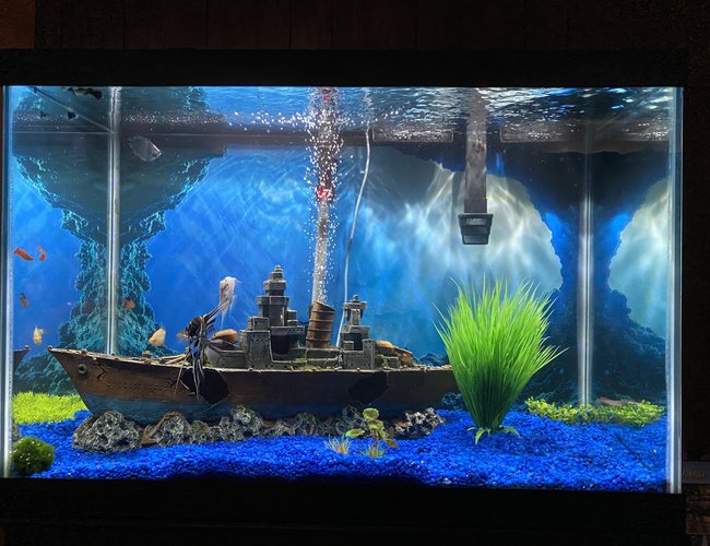 65 gallons freshwater fish tank (mostly fish and non-living decorations) - 65 gal freshwater tank 65 gallons freshwater fish tank (mostly fish and non-living decorations) - 65 gal freshwater tank