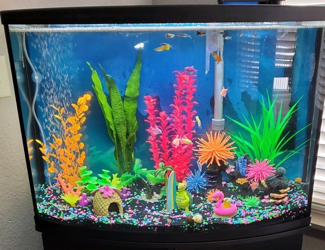 36 gallons freshwater fish tank (mostly fish and non-living decorations) - Bright colors for a community tank 36 gallons freshwater fish tank (mostly fish and non-living decorations) - Bright colors for a community tank