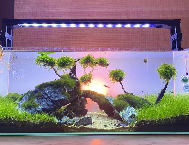 8 gallons freshwater fish tank (mostly fish and non-living decorations) - Hakuna Matata 8 gallons freshwater fish tank (mostly fish and non-living decorations) - Hakuna Matata