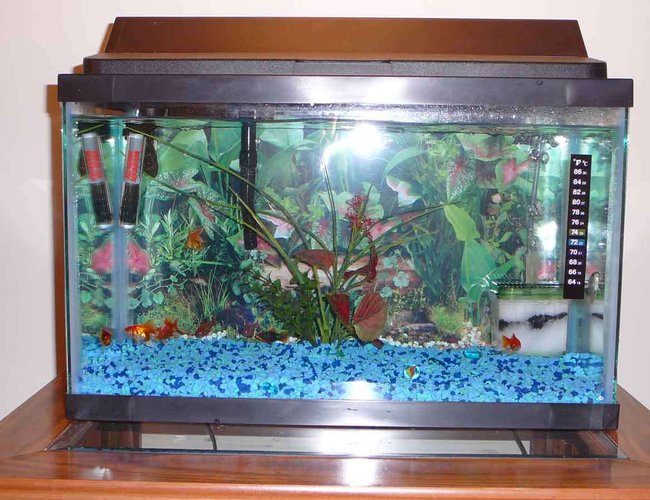 10 gallons freshwater fish tank (mostly fish and non-living decorations) - MY tank :P 10 gallons freshwater fish tank (mostly fish and non-living decorations) - MY tank :P