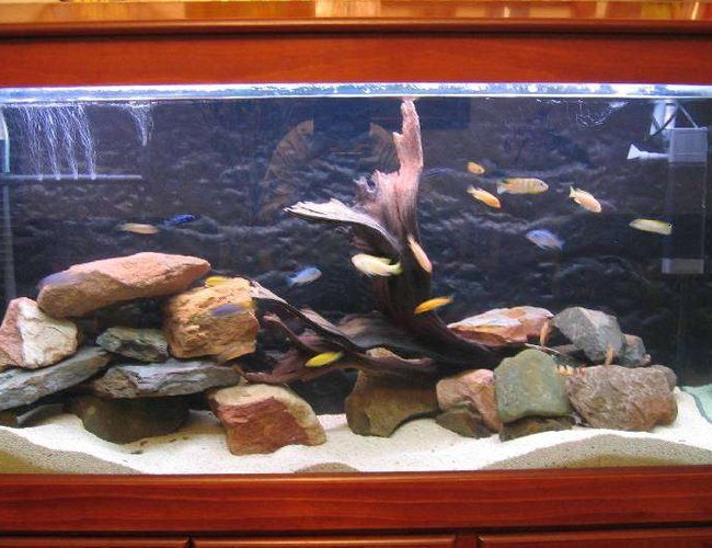 69 gallons freshwater fish tank (mostly fish and non-living decorations) - This is what I like to call: Migs C's Mbuna Paraiso. This is the original set-up. The idea was to make it look as natural as possible, even with the inclusion of the mangrove root. Personally, I think it still looks natural and slightly resembles what can be found in Lake Malawi. I like to stress that I try to keep the tank relatively clean by doing fortnightly water changes and cleaning the internal filters. The fishes are not too aggressive with each other due to the number of hiding places and caves. I think it is wise to do that with any African Cichlid tank, especially those that are overstocked like mine. 69 gallons freshwater fish tank (mostly fish and non-living decorations) - This is what I like to call: Migs C's Mbuna Paraiso. This is the original set-up. The idea was to make it look as natural as possible, even with the inclusion of the mangrove root. Personally, I think it still looks natural and slightly resembles what can be found in Lake Malawi. I like to stress that I try to keep the tank relatively clean by doing fortnightly water changes and cleaning the internal filters. The fishes are not too aggressive with each other due to the number of hiding places and caves. I think it is wise to do that with any African Cichlid tank, especially those that are overstocked like mine.