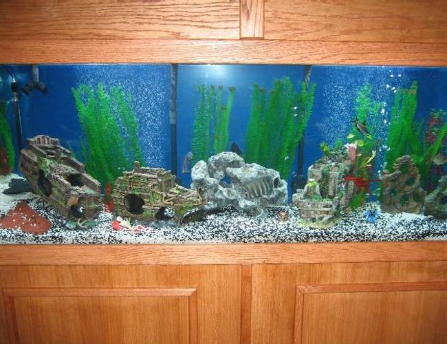 320 gallons freshwater fish tank (mostly fish and non-living decorations) - Large Fish in Tank 320 gallons freshwater fish tank (mostly fish and non-living decorations) - Large Fish in Tank