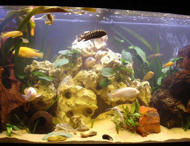 260 gallons freshwater fish tank (mostly fish and non-living decorations) - malawi tank 260 gallons freshwater fish tank (mostly fish and non-living decorations) - malawi tank