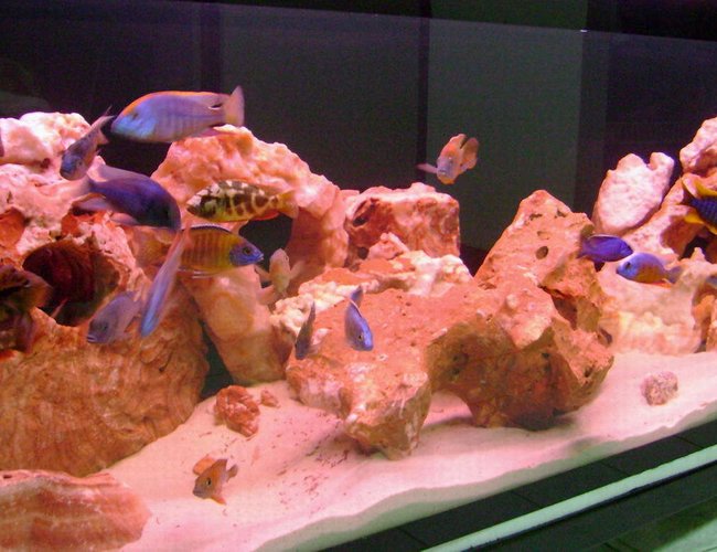 100 gallons freshwater fish tank (mostly fish and non-living decorations) - Hap and Peacock only with Rocks from Vietnam. 100 gallons freshwater fish tank (mostly fish and non-living decorations) - Hap and Peacock only with Rocks from Vietnam.