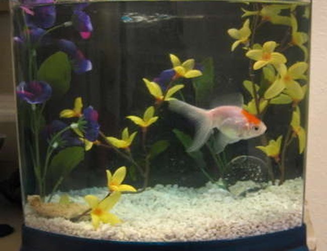 32767 gallons freshwater fish tank (mostly fish and non-living decorations) - This is my son's goldfish his name is Number 8. That's what kind of name you get when a two yr old names a fish. 32767 gallons freshwater fish tank (mostly fish and non-living decorations) - This is my son's goldfish his name is Number 8. That's what kind of name you get when a two yr old names a fish.