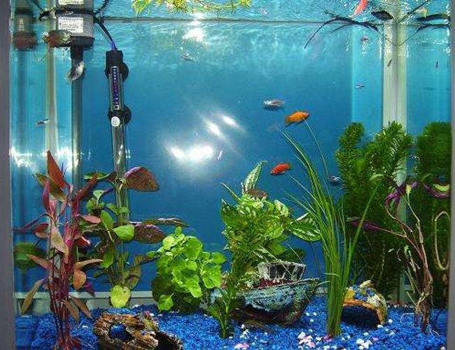 26 gallons freshwater fish tank (mostly fish and non-living decorations) - :) 26 gallons freshwater fish tank (mostly fish and non-living decorations) - :)