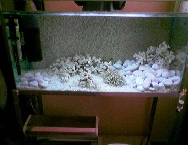 72 gallons freshwater fish tank (mostly fish and non-living decorations) - i love my aquariums 72 gallons freshwater fish tank (mostly fish and non-living decorations) - i love my aquariums