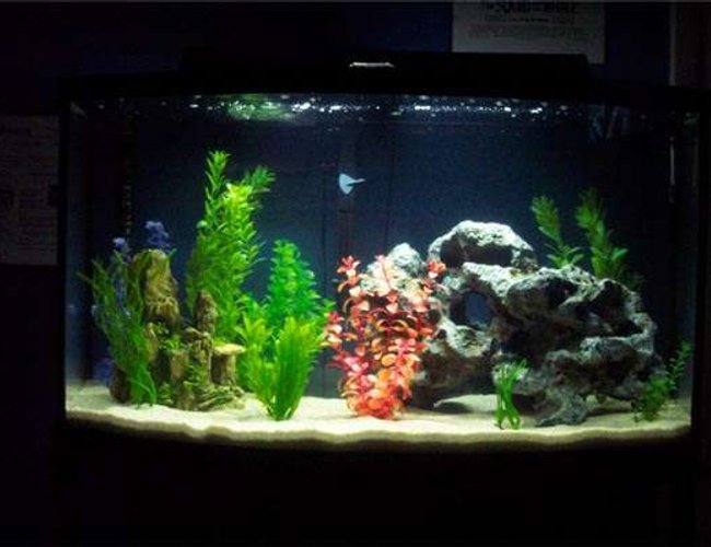 46 gallons freshwater fish tank (mostly fish and non-living decorations) - Penguin 200 filter, Rena cal top light excel 200w
No fish currently 46 gallons freshwater fish tank (mostly fish and non-living decorations) - Penguin 200 filter, Rena cal top light excel 200w
No fish currently