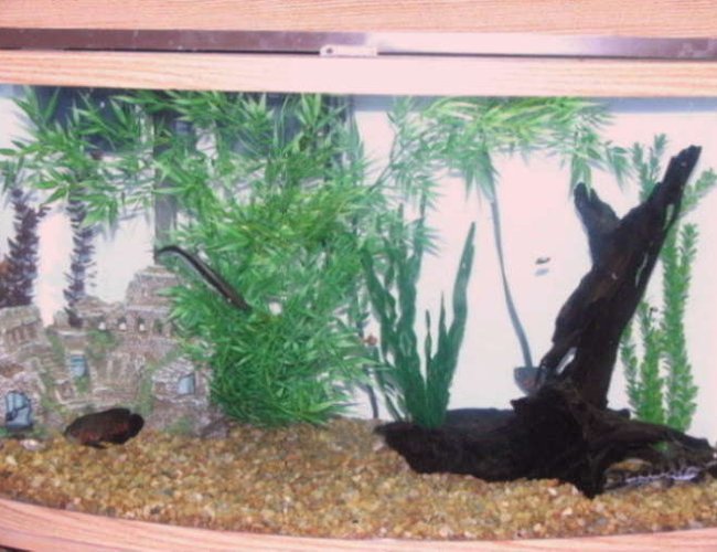 50 gallons freshwater fish tank (mostly fish and non-living decorations) - 50 gallon bow front tank. It's feeding time for the fish. 50 gallons freshwater fish tank (mostly fish and non-living decorations) - 50 gallon bow front tank. It's feeding time for the fish.