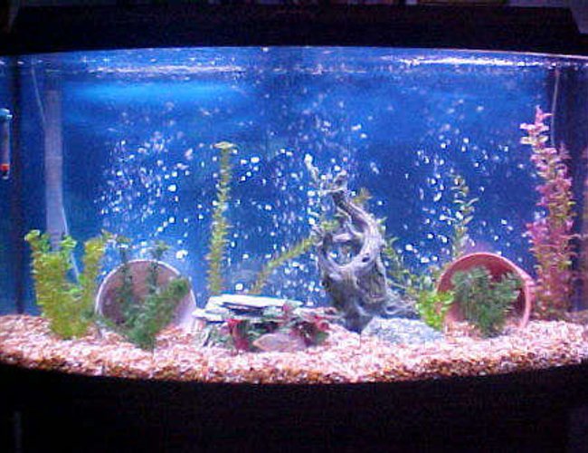 46 gallons freshwater fish tank (mostly fish and non-living decorations) - 46 Bow Front. The 2 inch Flowerhorn home. 46 gallons freshwater fish tank (mostly fish and non-living decorations) - 46 Bow Front. The 2 inch Flowerhorn home.