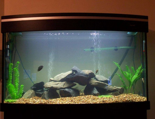 80 gallons freshwater fish tank (mostly fish and non-living decorations) - 4x2x18"
American Cichlid Tank 80 gallons freshwater fish tank (mostly fish and non-living decorations) - 4x2x18"
American Cichlid Tank