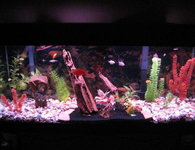 55 gallons freshwater fish tank (mostly fish and non-living decorations) - 55 55 gallons freshwater fish tank (mostly fish and non-living decorations) - 55