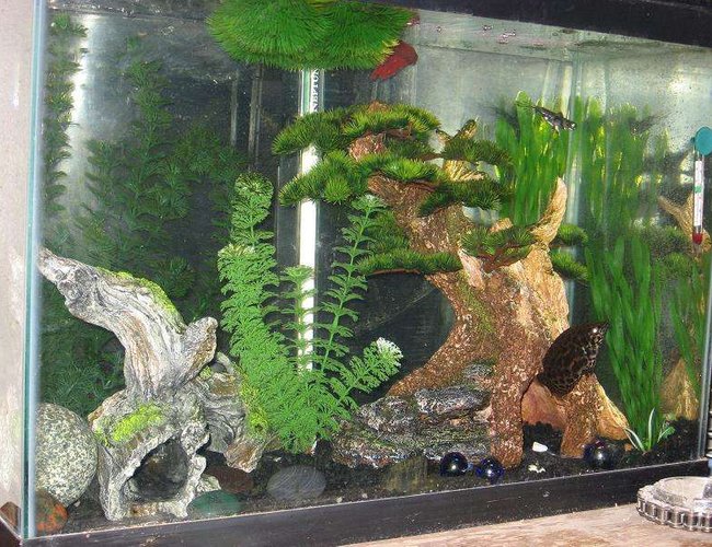40 gallons freshwater fish tank (mostly fish and non-living decorations) - ER This is my friends 20 Gal Tall. it has a Leaf fish, Betta and an AFrican Butterfly or sumthing. hes had it for about a year to 1 1/2 yrs. 40 gallons freshwater fish tank (mostly fish and non-living decorations) - ER This is my friends 20 Gal Tall. it has a Leaf fish, Betta and an AFrican Butterfly or sumthing. hes had it for about a year to 1 1/2 yrs.