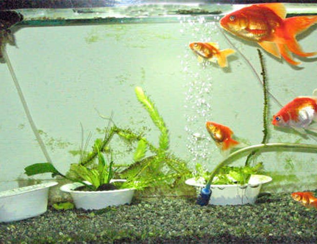 26 gallons freshwater fish tank (mostly fish and non-living decorations) - Getting better luck with Goldies. 26 gallons freshwater fish tank (mostly fish and non-living decorations) - Getting better luck with Goldies.
