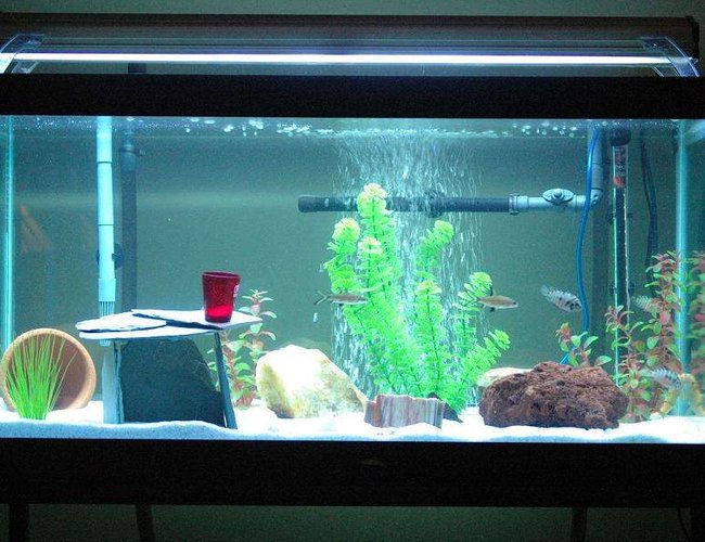 55 gallons freshwater fish tank (mostly fish and non-living decorations) - this is my 55 gallon freshwater tank. i have 2 bala sharks, 3 convict cichlids, and 1 albino algae eater. 55 gallons freshwater fish tank (mostly fish and non-living decorations) - this is my 55 gallon freshwater tank. i have 2 bala sharks, 3 convict cichlids, and 1 albino algae eater.