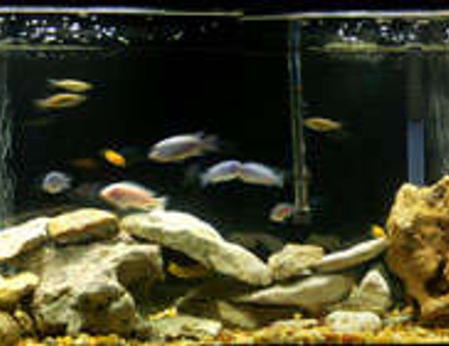 55 gallons freshwater fish tank (mostly fish and non-living decorations) - my first tank 55 gallons freshwater fish tank (mostly fish and non-living decorations) - my first tank