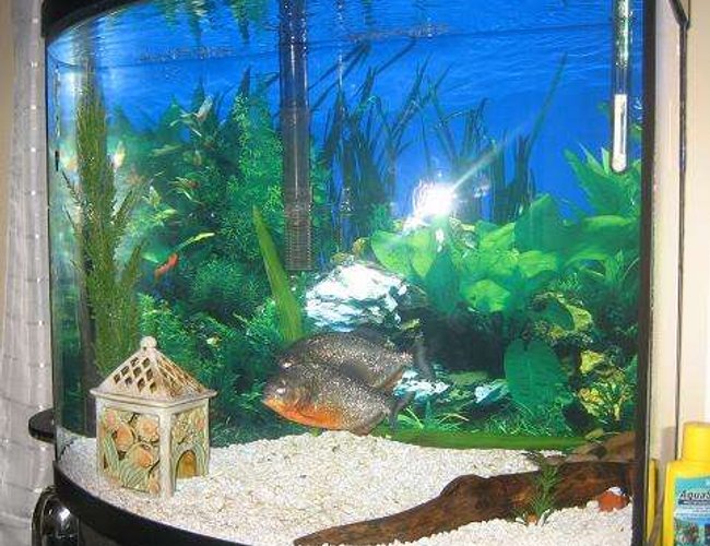 26 gallons freshwater fish tank (mostly fish and non-living decorations) - These are my two 6 inch Red Belly Piranhas. They are about 3 years old and are very healthy. I hope to have them for many years. 26 gallons freshwater fish tank (mostly fish and non-living decorations) - These are my two 6 inch Red Belly Piranhas. They are about 3 years old and are very healthy. I hope to have them for many years.