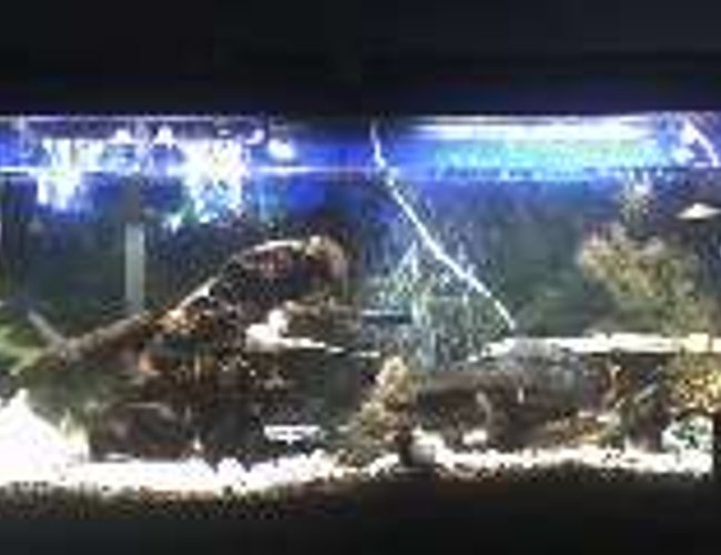 55 gallons freshwater fish tank (mostly fish and non-living decorations) - my 55 gal. cichlid community tank 55 gallons freshwater fish tank (mostly fish and non-living decorations) - my 55 gal. cichlid community tank