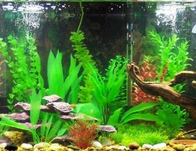55 gallons freshwater fish tank (mostly fish and non-living decorations) - My Birthday Present: A mostly Tetras Community Tank. Artificial Plants and Resin Driftwood and Rocks. 55 gallons freshwater fish tank (mostly fish and non-living decorations) - My Birthday Present: A mostly Tetras Community Tank. Artificial Plants and Resin Driftwood and Rocks.