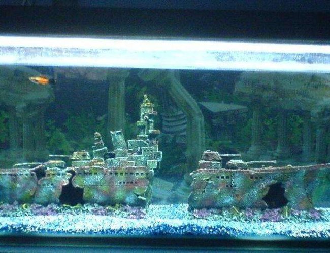 47 gallons freshwater fish tank (mostly fish and non-living decorations) - Fish Tank (4" one) the 2nd day! with my boat and 3 sword tails in there. 47 gallons freshwater fish tank (mostly fish and non-living decorations) - Fish Tank (4" one) the 2nd day! with my boat and 3 sword tails in there.