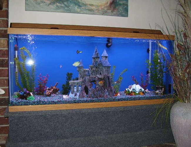 55 gallons freshwater fish tank (mostly fish and non-living decorations) - My Tank 55 gallons freshwater fish tank (mostly fish and non-living decorations) - My Tank