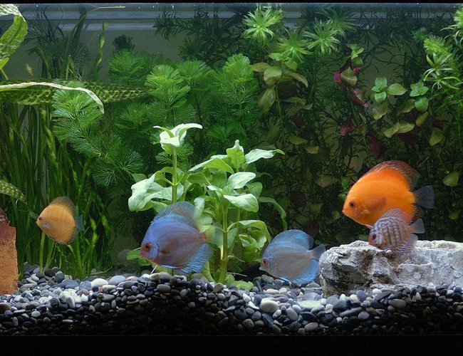 25 gallons freshwater fish tank (mostly fish and non-living decorations) - My new setup. 25 gallons freshwater fish tank (mostly fish and non-living decorations) - My new setup.