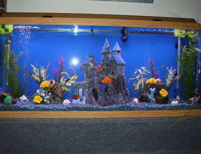 55 gallons freshwater fish tank (mostly fish and non-living decorations) - the babies house 55 gallons freshwater fish tank (mostly fish and non-living decorations) - the babies house