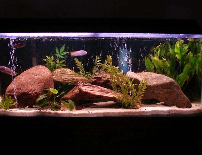 55 gallons freshwater fish tank (mostly fish and non-living decorations) - el natural 55 gallons freshwater fish tank (mostly fish and non-living decorations) - el natural