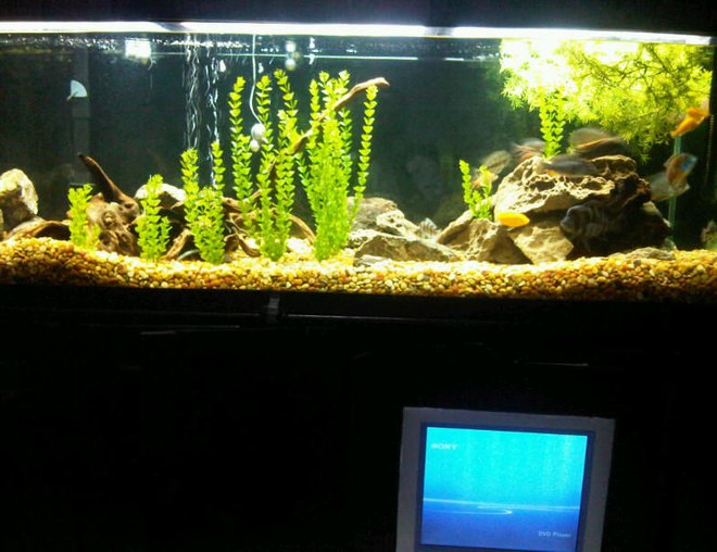 180 gallons freshwater fish tank (mostly fish and non-living decorations) - my 180 gallon African Cichlids tank