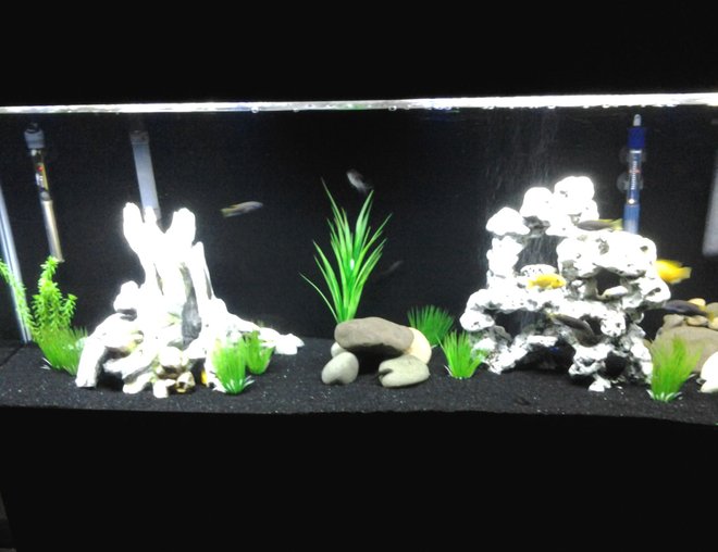 55 gallons freshwater fish tank (mostly fish and non-living decorations) - 55 gallon African cichlid tank with Yellow labs, acei, cory catfish, and Chinese algae eaters. 55 gallons freshwater fish tank (mostly fish and non-living decorations) - 55 gallon African cichlid tank with Yellow labs, acei, cory catfish, and Chinese algae eaters.