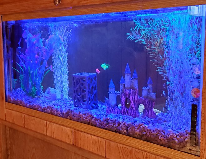 55 gallons freshwater fish tank (mostly fish and non-living decorations) - Freshwater Aquarium 55 gallons freshwater fish tank (mostly fish and non-living decorations) - Freshwater Aquarium