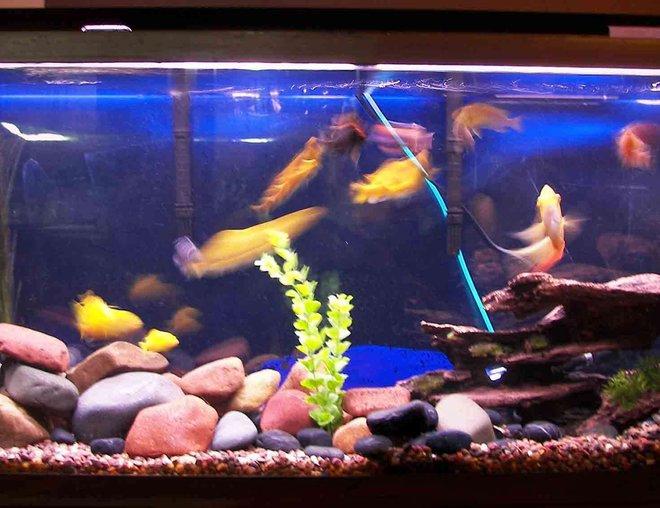 55 gallons freshwater fish tank (mostly fish and non-living decorations) - African Cichlids, 55 gal, lake rock and if you look close enough there are babies 55 gallons freshwater fish tank (mostly fish and non-living decorations) - African Cichlids, 55 gal, lake rock and if you look close enough there are babies