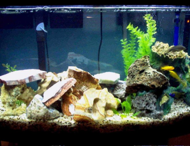 46 gallons freshwater fish tank (mostly fish and non-living decorations) - Here's an updated picture of my 46 gallon Lake Malawi mixed mbuna tank. Enjoy! 46 gallons freshwater fish tank (mostly fish and non-living decorations) - Here's an updated picture of my 46 gallon Lake Malawi mixed mbuna tank. Enjoy!