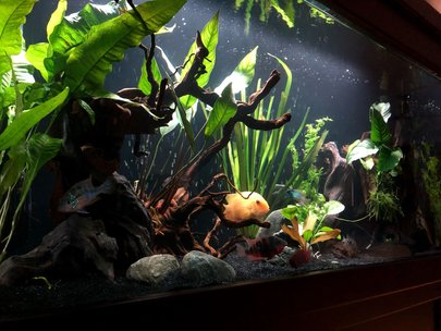 40 gallons freshwater fish tank (mostly fish and non-living decorations) - American cichlid tank 40 gallons freshwater fish tank (mostly fish and non-living decorations) - American cichlid tank