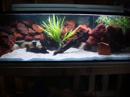 Rated #80: 90 Gallons Freshwater Fish Tank - 125 g Mbuna/Peacock Set up
Filters: Eheim 2280 canister, Emper 400
Power heads: 2 Aquar clear 700's
Heaters: 2 Eheim 250w heaters
Decorations: Lava rock, River Rock, Slate, Driftwood, Fake plants
Substrate: Cichlid mix sand
Fish: Yet to be inhabited ( 3 Aulunocara Steveni, Lemon Jake, 6 Yellow labs, 4 Cyno Afras Rated #80: 90 Gallons Freshwater Fish Tank - 125 g Mbuna/Peacock Set up
Filters: Eheim 2280 canister, Emper 400
Power heads: 2 Aquar clear 700's
Heaters: 2 Eheim 250w heaters
Decorations: Lava rock, River Rock, Slate, Driftwood, Fake plants
Substrate: Cichlid mix sand
Fish: Yet to be inhabited ( 3 Aulunocara Steveni, Lemon Jake, 6 Yellow labs, 4 Cyno Afras "white Tops" 6 Saulosi, 5 1 Onixparinx "Electric Blue" Hap Alhi, Sunshine Peacock, Gold Peacock, 3 Red empress, and one Ruben red
