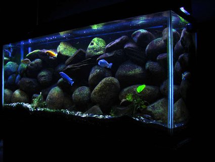 Rated #22: 55 Gallons Freshwater Fish Tank - My freshwater tank under progress. Rated #22: 55 Gallons Freshwater Fish Tank - My freshwater tank under progress.