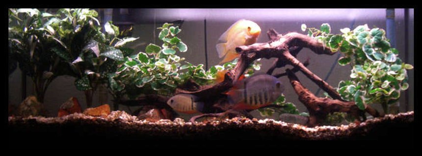 Rated #62: 55 Gallons Freshwater Fish Tank - 55 gallon setup, silk plants, driftwood and chiclids. Rated #62: 55 Gallons Freshwater Fish Tank - 55 gallon setup, silk plants, driftwood and chiclids.