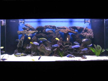 Rated #7: 225 Gallons Freshwater Fish Tank - background shot of my 225 gallon freshwater tank. Rated #7: 225 Gallons Freshwater Fish Tank - background shot of my 225 gallon freshwater tank.