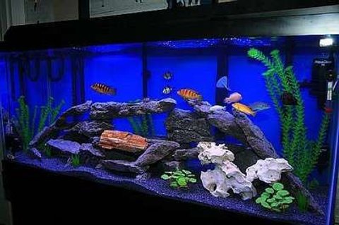 Rated #39: 75 Gallons Freshwater Fish Tank - This is my 75 gallon african cichlid aqaurium. Has 2 emperor filters and one internal filter. I use lace rocks and some fake and some real plants. Rated #39: 75 Gallons Freshwater Fish Tank - This is my 75 gallon african cichlid aqaurium. Has 2 emperor filters and one internal filter. I use lace rocks and some fake and some real plants.