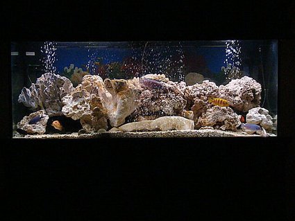 Rated #3: 75 Gallons Freshwater Fish Tank - revamped Rated #3: 75 Gallons Freshwater Fish Tank - revamped