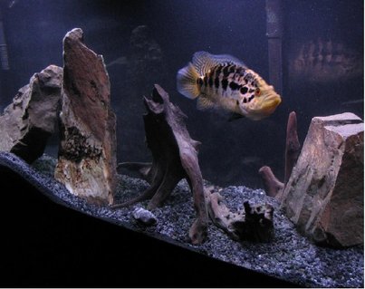Rated #70: 55 Gallons Freshwater Fish Tank - This is my 55 Rated #70: 55 Gallons Freshwater Fish Tank - This is my 55