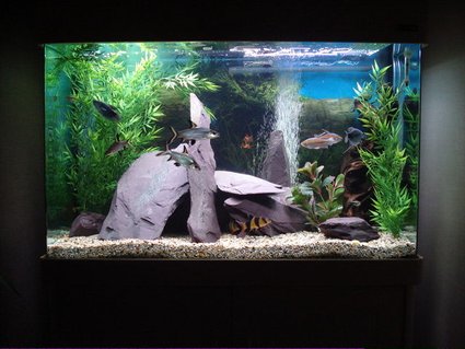 Rated #31: 55 Gallons Freshwater Fish Tank - aqua one 220 LTR community tank Rated #31: 55 Gallons Freshwater Fish Tank - aqua one 220 LTR community tank