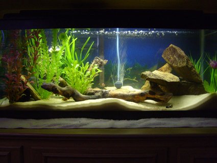 Rated #35: Freshwater Fish Tank - 20g long Tropical Tank
-30lbs Play-Sand
-Whisper Power Filter 30
-Bogwood driftwood
-Numerous shale rocks
-Black PVC pipe
-Several fake plants
-Marineland Visi-Therm Stealth Submersible Heater
-Perfect-a-Light 20 Watt Fluorescent
Occupants
-2 German Blue Rams
-2 Khuli Loaches
-Clown Pleco
-6 Harlequin Rasbora
-2 Oto Cats Rated #35: Freshwater Fish Tank - 20g long Tropical Tank
-30lbs Play-Sand
-Whisper Power Filter 30
-Bogwood driftwood
-Numerous shale rocks
-Black PVC pipe
-Several fake plants
-Marineland Visi-Therm Stealth Submersible Heater
-Perfect-a-Light 20 Watt Fluorescent
Occupants
-2 German Blue Rams
-2 Khuli Loaches
-Clown Pleco
-6 Harlequin Rasbora
-2 Oto Cats