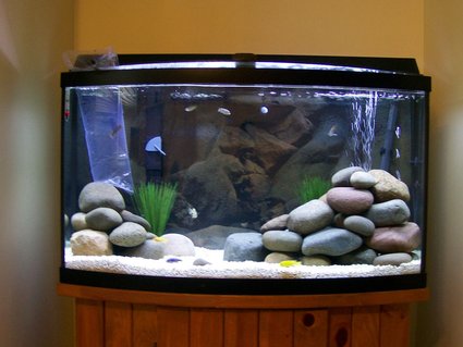 Rated #87: 29 Gallons Freshwater Fish Tank - 46g African Cichlid Rated #87: 29 Gallons Freshwater Fish Tank - 46g African Cichlid