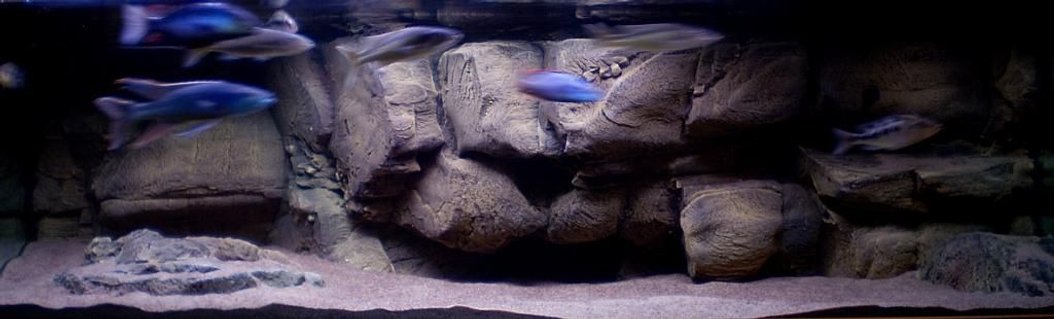 Rated #48: 190 Gallons Freshwater Fish Tank - One of my tanks Rated #48: 190 Gallons Freshwater Fish Tank - One of my tanks