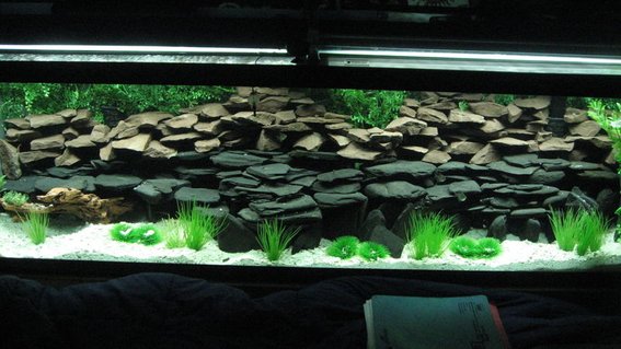 Rated #8: 125 Gallons Freshwater Fish Tank - Work in progress Rated #8: 125 Gallons Freshwater Fish Tank - Work in progress