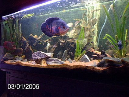 Rated #22: 200 Gallons Freshwater Fish Tank - chocolate cichlids/oscars/convits/plecos Rated #22: 200 Gallons Freshwater Fish Tank - chocolate cichlids/oscars/convits/plecos