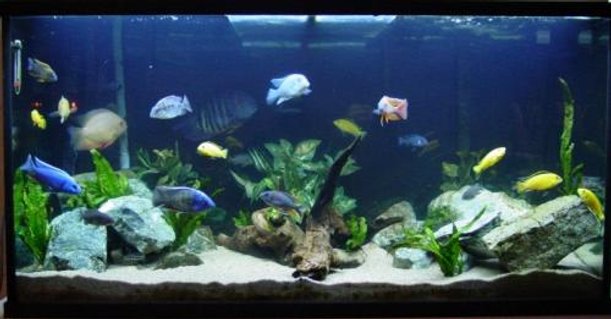 Rated #28: 90 Gallons Freshwater Fish Tank - African cichlid tank Rated #28: 90 Gallons Freshwater Fish Tank - African cichlid tank